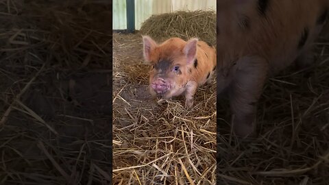 PIGLETS AFTER A MUD BATH #homestead #pigs #piggy #yt #shorts #foryou #farmanimals #farmlife #cute