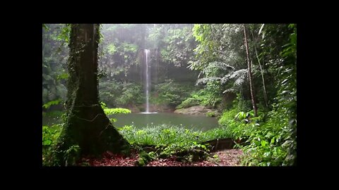 Som de Chuva e Floresta - 2 Horas PERFEITA para Dormir, Relaxar natural