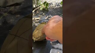 Turtle upside down #turtle #gardening #animals