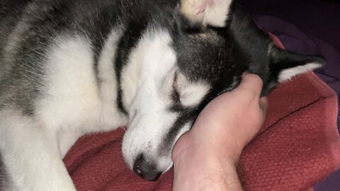 Sleepy Husky Dog