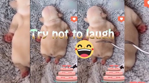 🤣♥️ Try not to laugh 🔥Funny videos pets