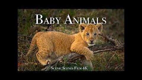 Baby Animals 4K - Amazing World Of Young Animals | Scenic Relaxation Film