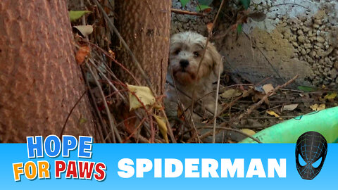 Abandoned dog surrounded by spiders and rescuers 🕷️🕷️🕷️🕷️🕷️