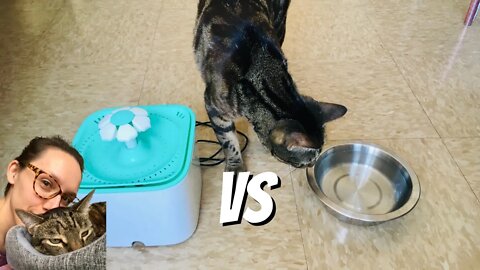 Cat water fountain vs dish ft MeloCat