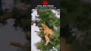 😮😮😮 leão e leopardo brigando em cima de uma arvore