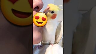Cute Cockatiel ❤️ 😍 😚 #featheredfriends