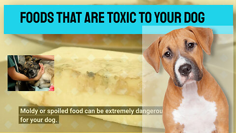 Foods that are toxic to dogs