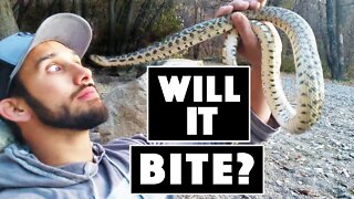 Gopher snake bite! Trying to get a snake bite us?!