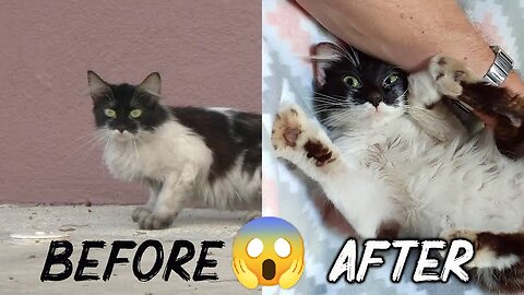 😱 Cute cat before and after 😱