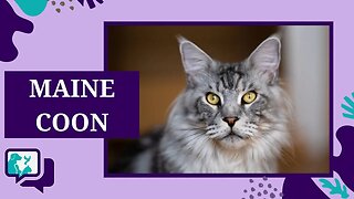 MAINE COON: TUDO SOBRE A RAÇA