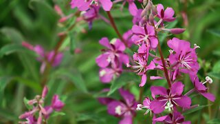 Episode 42 | Harvesting Nature, making Fireweed Jelly