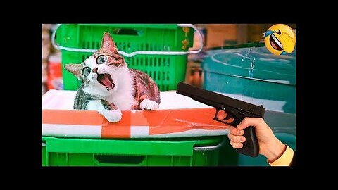 Best Funny Animal Videos Of The 2023 🤣 - Funniest Cats And Dogs Videos 😺😍😂🐶 Funny cat & dog videos 😍