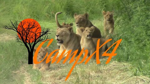 Krugerdorp Nature Reserve - Time to feed the lions - The happy part 2 - Gauteng South Africa