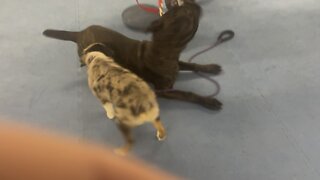 Queen Sophia Kay of the South AKC Remy puppy play during lessons