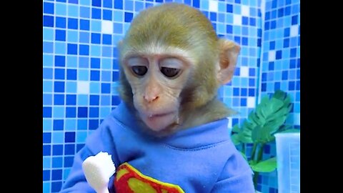Cute monkey bershing teeth