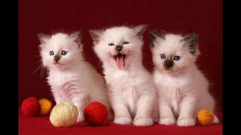 Cute Kittens Meowing Video | Cutness Overloaded