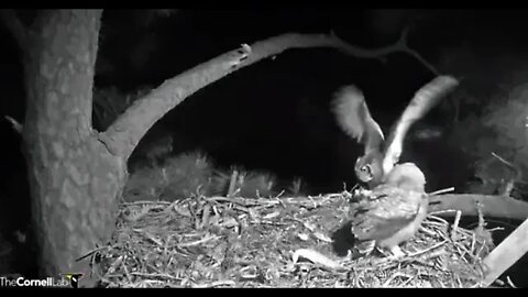 Mom Returns With Breakfast-Cam One 🦉 4/4/22 06:25