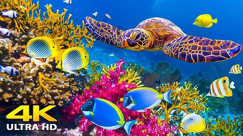 3 HOURS Stunning of 4K Underwater Wonders + Relaxing Music | Coral Reefs & Colorful Sea Life