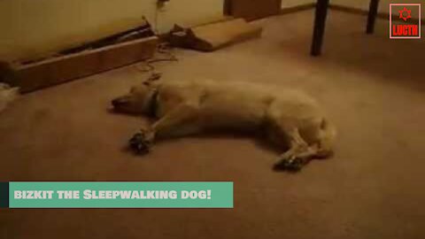 Bizkit the Sleep Walking Dog!