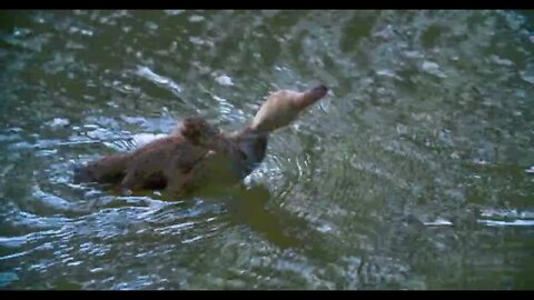 one little duckling in the pond