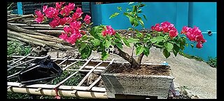 Bougenville Bonsai