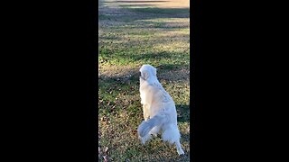 Buddy and his favorite toy…