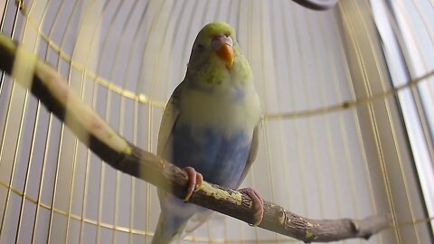 Budgerigar close up in the bird cage. Budgie. Funny budgerigar in a cage at the window. Green budgi