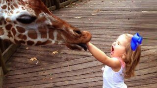 Try Not To Laugh : Baby Reactions to Animals - Funny Animal Videos