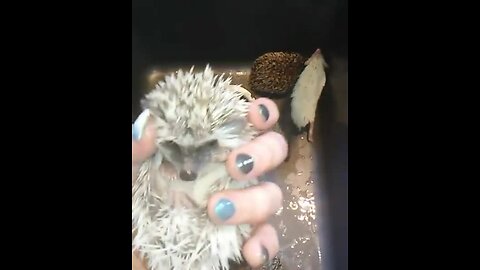Baby Hedgehogs Take Adorable Bath Together