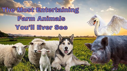 The Most Entertaining Farm Animals You'll Ever See: Guaranteed to Make You Smile