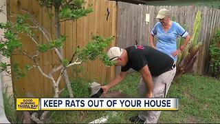 Rats running amok in St. Petersburg: Three ways to keep the rodents out of your house