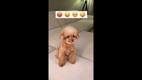 Cute puppy emoji reaction face