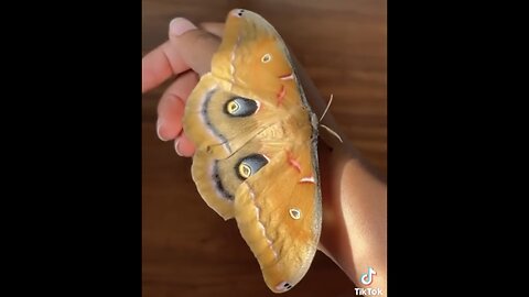 ONE MOTH🦋🌎🐛SAVED HUNDRED SPECIES OF MOTHS FROM EXTINCTION🦋🐛🌐🦋💫