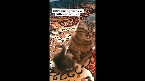 Cats Gone Wild | 😼 Hilarious Kitten vs Cat Showdown