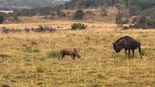 Baby rhino hilariously attempts to intimidate wildebeest