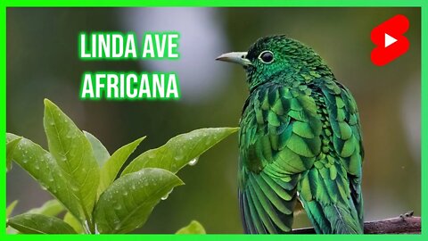 Pássaro Exótico - African Emerald Cuckoo [Chrysococcyx Cupreus] #shorts