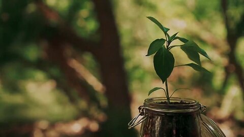 THE SEED | Inspirational Short Film