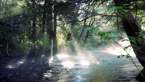 Beautiful River And Birdsong | Birdsong And River Flow