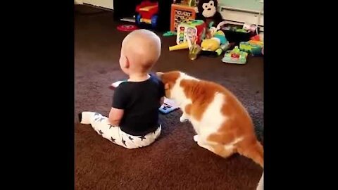 Try not to laugh funny baby cat laughing 😂😂🤣