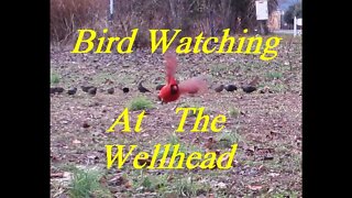 Bird Watching At The Wellhead
