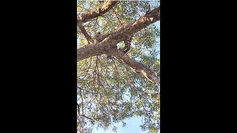 There’s A Leopard Above My Head