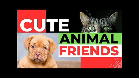 Funny cats and dogs _ funny animals part 1