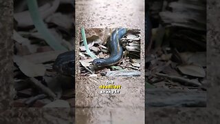 The Deadliest Snake in the World!