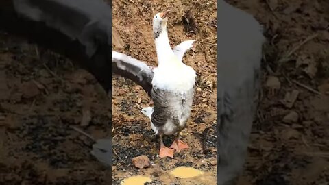 Female pilgrim goose