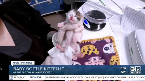 It's kitten season and the Arizona Humane Society needs foster families