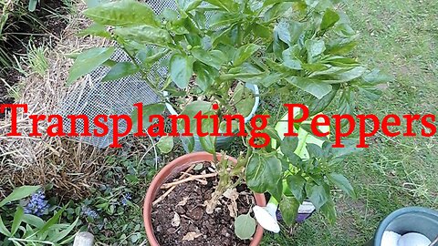 Overwintered Peppers go back outside