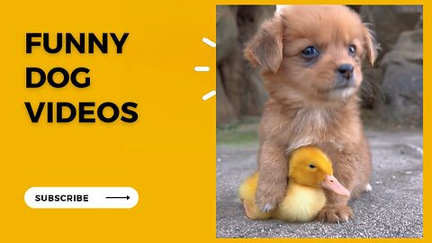 Funny Dog Puppy videos