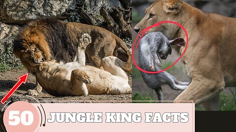 Lion King 50 Insane Facts! You don't know before!! | Falcon TV