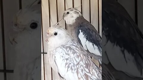 Cute Cockatiels P2 and Dolly 😍