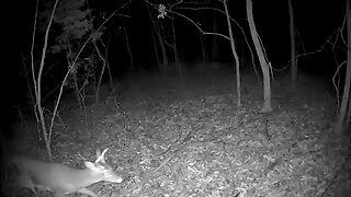 Trail Cam - Wait for it !!